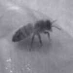 My route to the ‘bee-house’ and the ‘mellifera’ project…