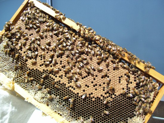 another frame from the hive
